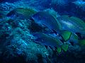 Poisson Corb02